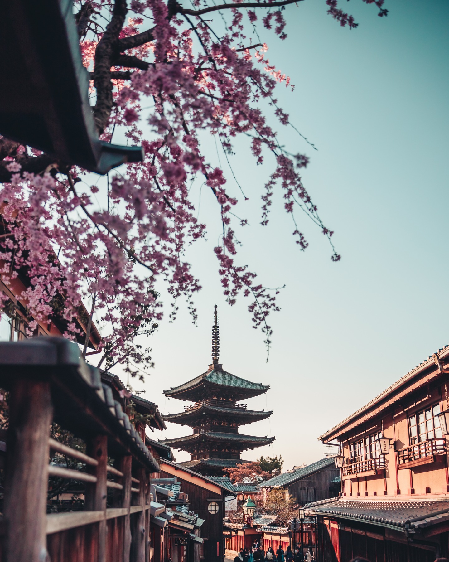 Plan de un martes cualquiera: viajar a Japón.

#abzturístico #másqueunarevista #Japón #Kioto #cerezos #traveler