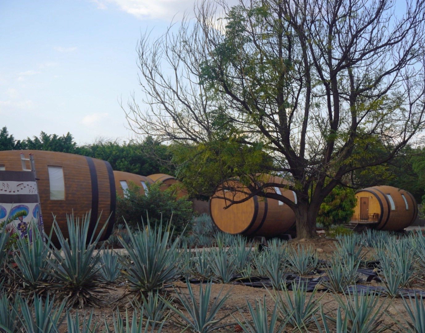Entre campos de agave azul que parecen no tener fin, tradiciones que se sienten en el aire y el aroma inconfundible de su tierra, cada paso se convierte en una experiencia.

#abzturístico #másqueunarevista #Tequila